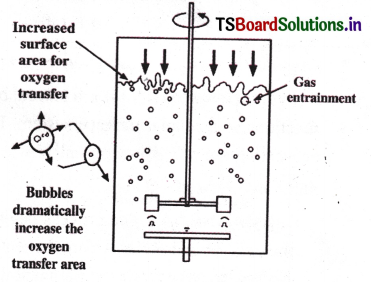 Biotechnology Principles, Processes and Applications Questions and Answers AP Inter 2nd Year Botany Chapter 5 3