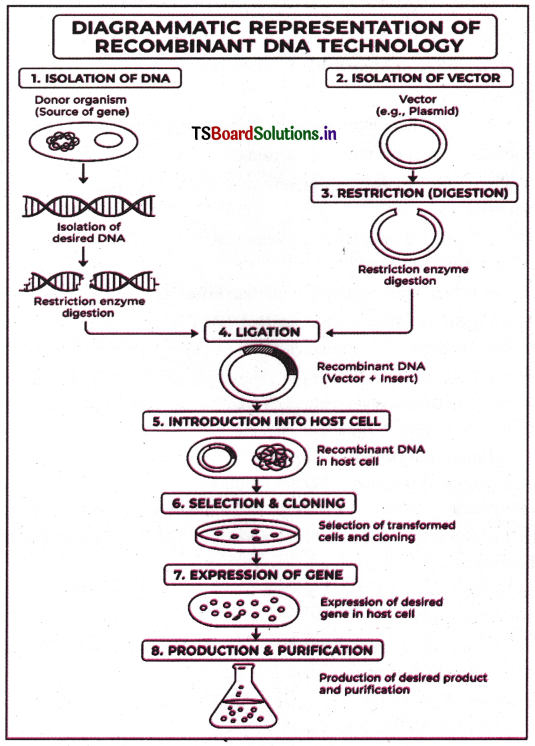 Biotechnology Principles, Processes and Applications Questions and Answers AP Inter 2nd Year Botany Chapter 5 4
