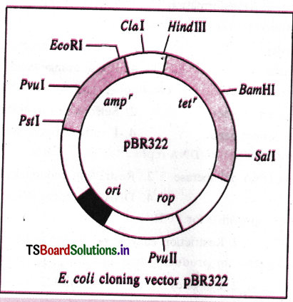 Biotechnology Principles, Processes and Applications Questions and Answers AP Inter 2nd Year Botany Chapter 5 6