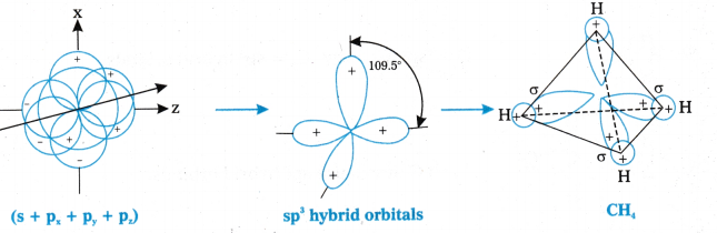 Chemical Bonding and Molecular Structure Questions and Answers AP Inter 1st Year Chemistry Chapter 4 46