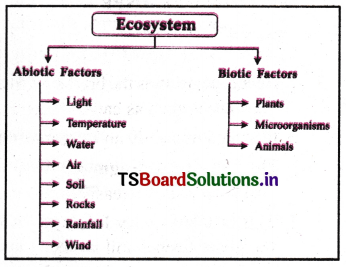 Ecosystem Questions and Answers AP Inter 2nd Year Botany Chapter 6 1