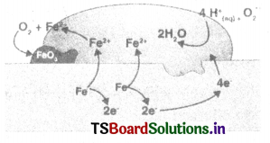 Electrochemistry Questions and Answers AP Inter 2nd Year Chemistry Chapter 2 8
