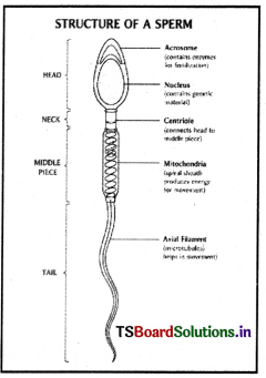 Human Reproduction Questions and Answers AP Inter 2nd Year Zoology Chapter 1 1
