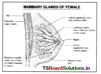 Human Reproduction Questions and Answers AP Inter 2nd Year Zoology Chapter 1 10