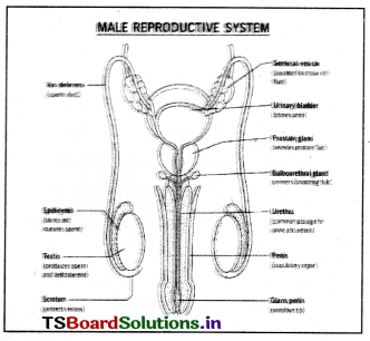 Human Reproduction Questions and Answers AP Inter 2nd Year Zoology Chapter 1 11