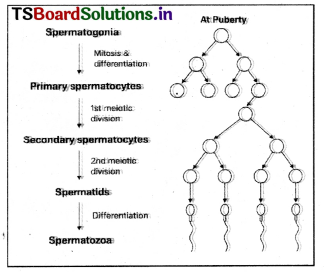 Human Reproduction Questions and Answers AP Inter 2nd Year Zoology Chapter 1 12