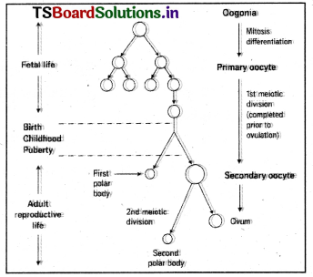 Human Reproduction Questions and Answers AP Inter 2nd Year Zoology Chapter 1 13