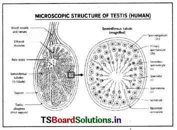 Human Reproduction Questions and Answers AP Inter 2nd Year Zoology Chapter 1 2