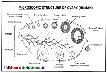 Human Reproduction Questions and Answers AP Inter 2nd Year Zoology Chapter 1 3