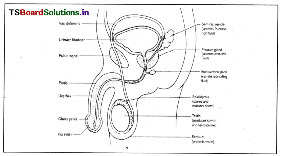 Human Reproduction Questions and Answers AP Inter 2nd Year Zoology Chapter 1 4