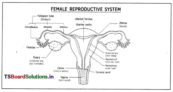 Human Reproduction Questions and Answers AP Inter 2nd Year Zoology Chapter 1 5