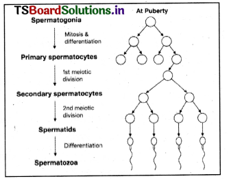 Human Reproduction Questions and Answers AP Inter 2nd Year Zoology Chapter 1 6