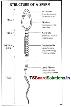 Human Reproduction Questions and Answers AP Inter 2nd Year Zoology Chapter 1 7