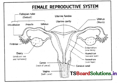 Human Reproduction Questions and Answers AP Inter 2nd Year Zoology Chapter 1 9
