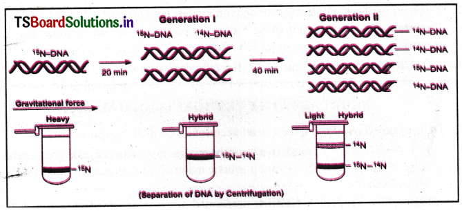 Molecular Basis of Inheritance Questions and Answers AP Inter 2nd Year Botany Chapter 3 1