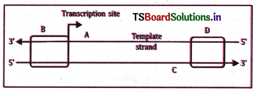 Molecular Basis of Inheritance Questions and Answers AP Inter 2nd Year Botany Chapter 3 2