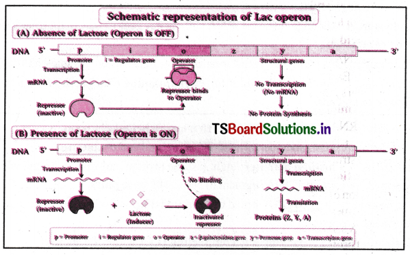 Molecular Basis of Inheritance Questions and Answers AP Inter 2nd Year Botany Chapter 3 3