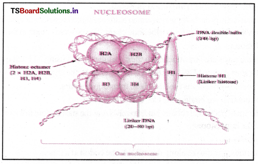 Molecular Basis of Inheritance Questions and Answers AP Inter 2nd Year Botany Chapter 3 4