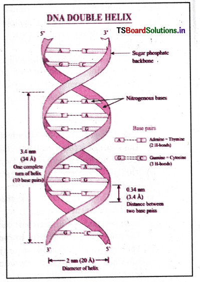 Molecular Basis of Inheritance Questions and Answers AP Inter 2nd Year Botany Chapter 3 5