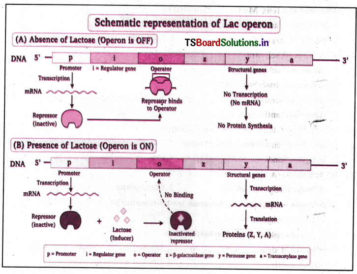 Molecular Basis of Inheritance Questions and Answers AP Inter 2nd Year Botany Chapter 3 6