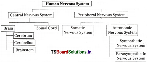 Non-Verbal Information Inter 1st Year English Grammar 12