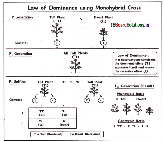 Principles of Inheritance and Variation Questions and Answers AP Inter 2nd Year Botany Chapter 2 1