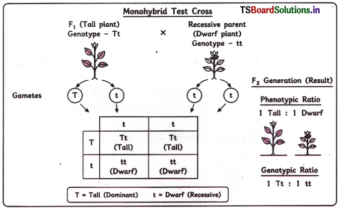 Principles of Inheritance and Variation Questions and Answers AP Inter 2nd Year Botany Chapter 2 2