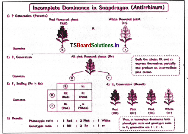 Principles of Inheritance and Variation Questions and Answers AP Inter 2nd Year Botany Chapter 2 3