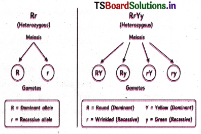Principles of Inheritance and Variation Questions and Answers AP Inter 2nd Year Botany Chapter 2 4