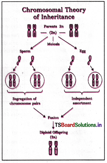 Principles of Inheritance and Variation Questions and Answers AP Inter 2nd Year Botany Chapter 2 5