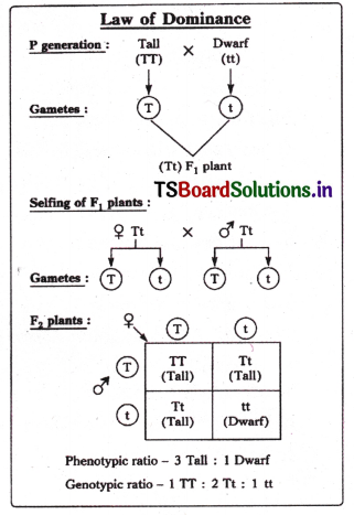 Principles of Inheritance and Variation Questions and Answers AP Inter 2nd Year Botany Chapter 2 6