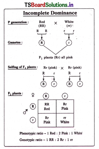 Principles of Inheritance and Variation Questions and Answers AP Inter 2nd Year Botany Chapter 2 7
