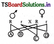 Principles of Inheritance and Variation Questions and Answers AP Inter 2nd Year Botany Chapter 2 8
