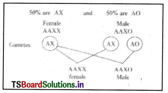 Principles of Inheritance and Variation Questions and Answers AP Inter 2nd Year Zoology Chapter 3 1