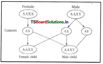 Principles of Inheritance and Variation Questions and Answers AP Inter 2nd Year Zoology Chapter 3 2