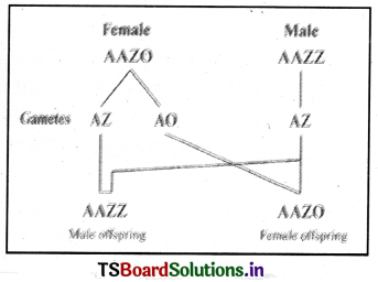 Principles of Inheritance and Variation Questions and Answers AP Inter 2nd Year Zoology Chapter 3 3