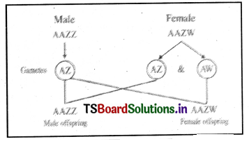 Principles of Inheritance and Variation Questions and Answers AP Inter 2nd Year Zoology Chapter 3 4