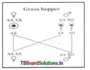 Principles of Inheritance and Variation Questions and Answers AP Inter 2nd Year Zoology Chapter 3 5