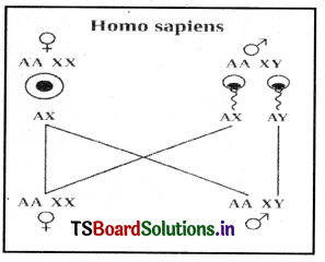 Principles of Inheritance and Variation Questions and Answers AP Inter 2nd Year Zoology Chapter 3 6