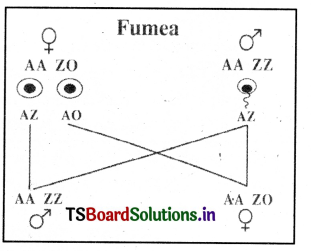Principles of Inheritance and Variation Questions and Answers AP Inter 2nd Year Zoology Chapter 3 7