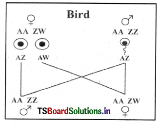 Principles of Inheritance and Variation Questions and Answers AP Inter 2nd Year Zoology Chapter 3 8