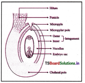 Sexual Reproduction in Flowering Plants Questions and Answers AP Inter 2nd Year Botany Chapter 1 1
