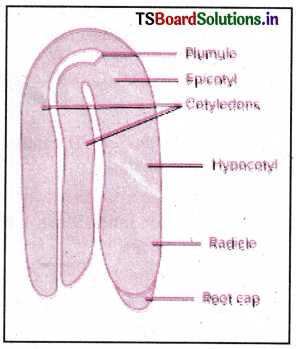 Sexual Reproduction in Flowering Plants Questions and Answers AP Inter 2nd Year Botany Chapter 1 2
