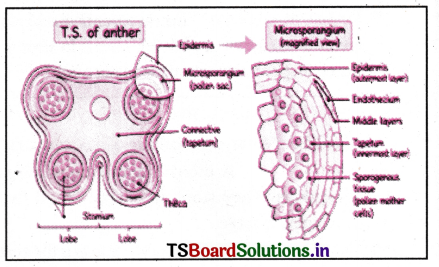 Sexual Reproduction in Flowering Plants Questions and Answers AP Inter 2nd Year Botany Chapter 1 3