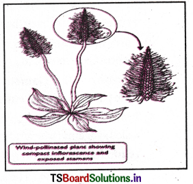 Sexual Reproduction in Flowering Plants Questions and Answers AP Inter 2nd Year Botany Chapter 1 4