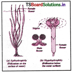 Sexual Reproduction in Flowering Plants Questions and Answers AP Inter 2nd Year Botany Chapter 1 5