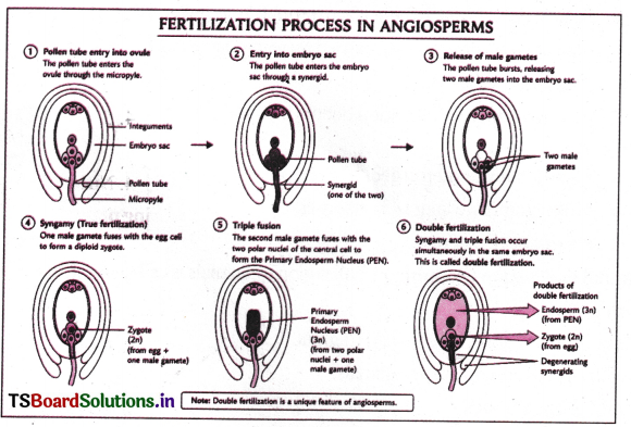 Sexual Reproduction in Flowering Plants Questions and Answers AP Inter 2nd Year Botany Chapter 1 6
